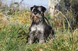 SCHNAUZER NAIN 018